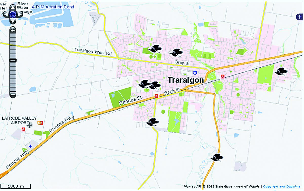 Traralgon named top swooping site | Latrobe Valley Express
