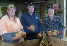 Spud harvest time in Thorpdale