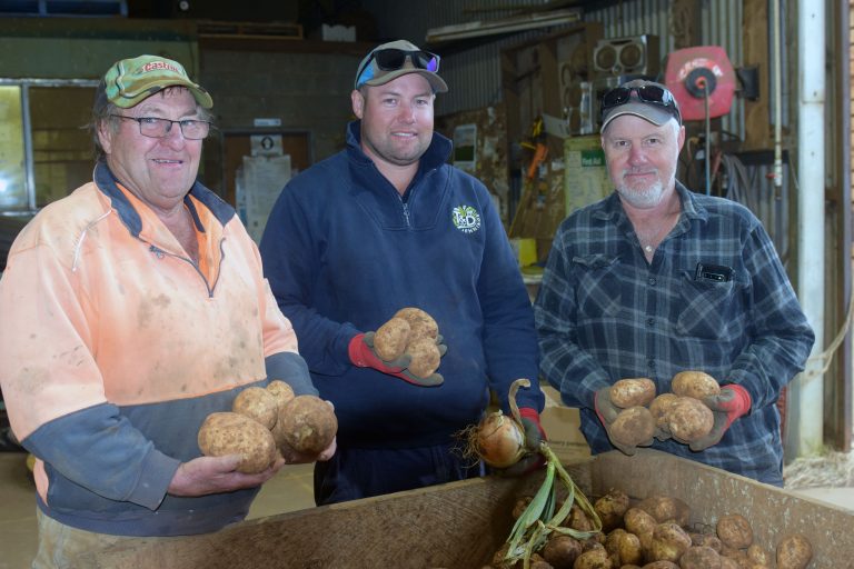 Spud harvest time in Thorpdale