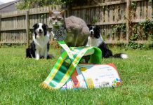 Purr-fection: Cheers to Binx, the cat who won a dog show