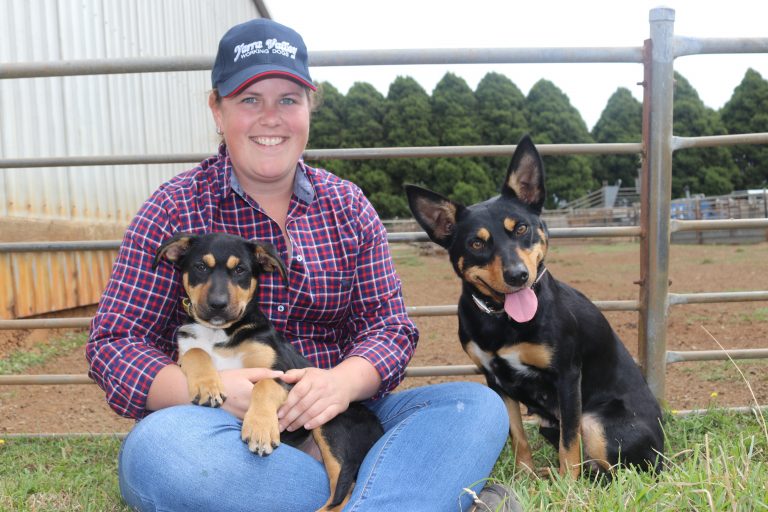 Thorpdale to host sheepdog trials