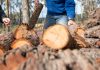 Gippsland firewood thieves fined