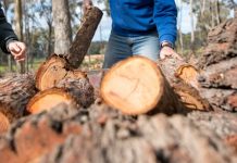 Firewood collection season is open