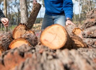 Gippsland firewood thieves fined