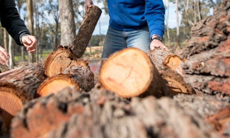 Firewood collection season is open