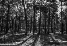 Counting cost of state government’s native forest plan