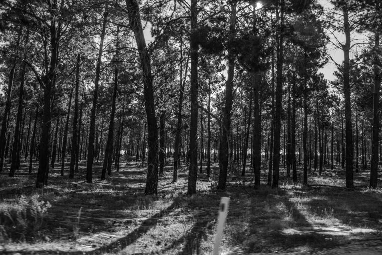 Counting cost of state government’s native forest plan