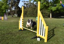 Paw-some club celebrates 50 golden years