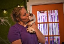 Fresh legislation introduced aims to get lost pets home much sooner