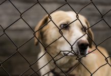 RSPCA highlights Latrobe City’s animal cruelty figures