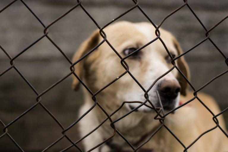 RSPCA highlights Latrobe City’s animal cruelty figures