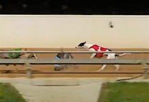 Fourth greyhound dies at Traralgon dog track