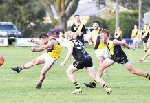 Dogs go six from six