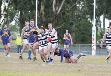 Watch out for the Wildcats