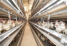 Egg industry scrambled with new rules