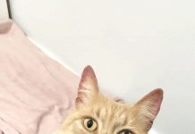 Cat found after 5 years