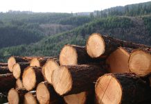 Lessons from Tasmania’s timber industry
