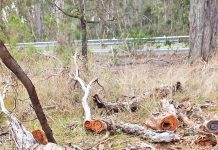 Illegal firewood theft confirmed