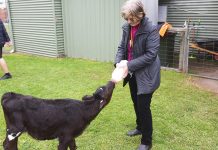 Lowanna College learns a cow curriculum
