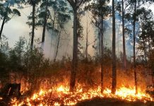 Stay safe as bushfire season now underway