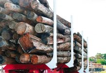 ‘There is no forest war’