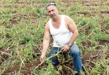 Acres of spuds gone after storm