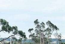 Tenacious Tigers soldiering on