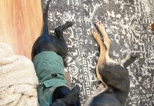 Walk to support the RSPCA