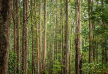 New twist to forest policy “stupidity”