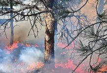 Call for revamp of bushfire policy