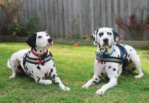 Top dogs named as award finalists