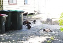 Council and RSPCA looking into feral cat concerns in Moe