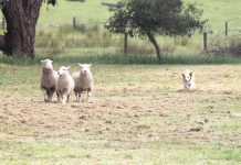 Sheep dogs put to the test at trials