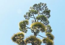 Once in a lifetime bloom