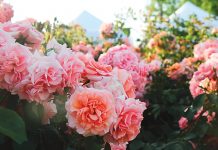 Rose Garden Festival set to return