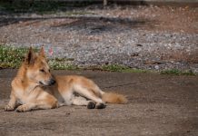 Morwell dog attack and roaming dingoes