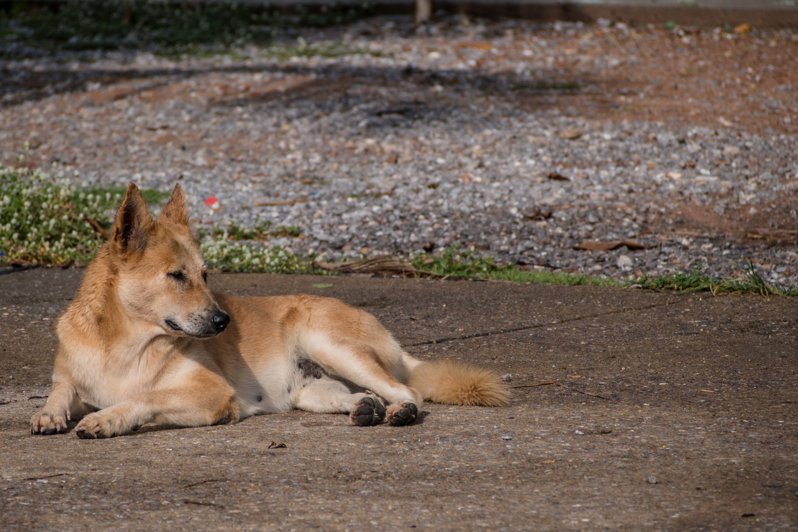 Morwell dog attack and roaming dingoes