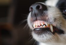 More bite than bark, dog attacks continue across the Valley