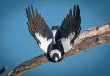 Beware the magpies this swooping season