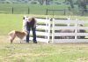 Boolarra sheep dog trials coming up