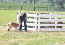 Boolarra sheep dog trials coming up