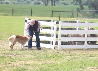 Boolarra sheep dog trials coming up