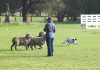 Keep them doggies rollin’ at Berryden sheepdog trials