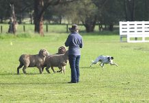 Keep them doggies rollin’ at Berryden sheepdog trials