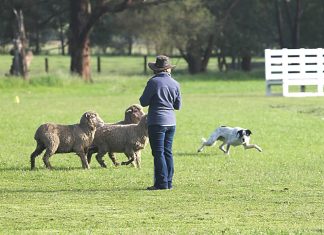 Keep them doggies rollin’ at Berryden sheepdog trials
