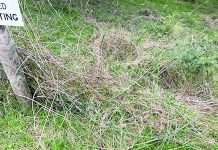 Horror among the pine trees: Cattle shot at Tyers