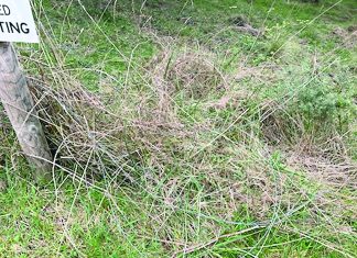 Horror among the pine trees: Cattle shot at Tyers