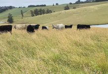 Fire-affected livestock find place to stay in Gippsland