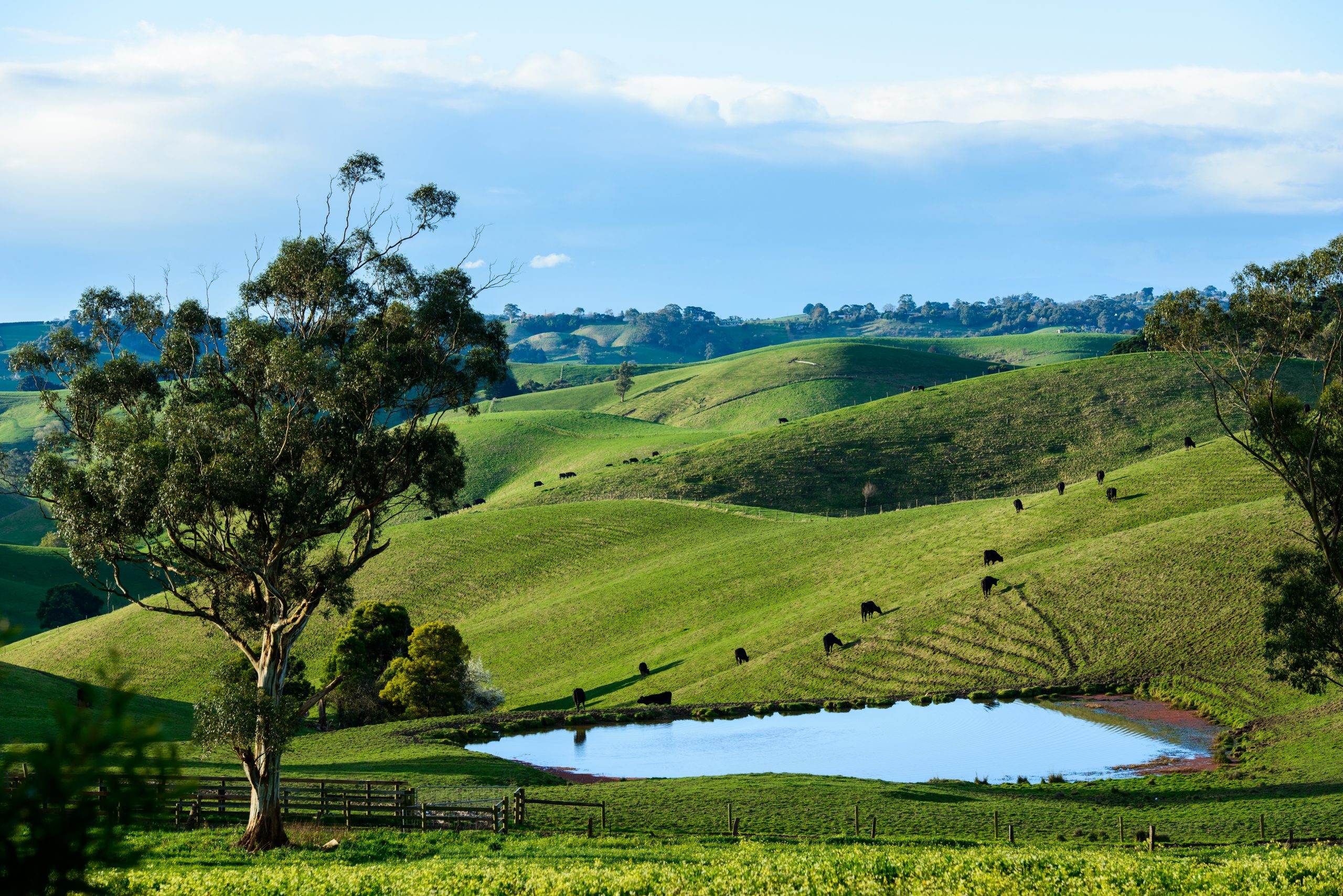 Tree and Cows, Gippsland, Victoria, Australia