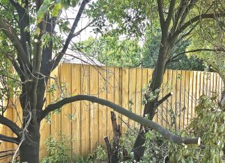 Tree bandit leaves odd destruction at Moe Cemetery